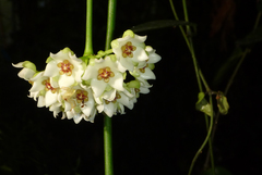 Hoya thailandica