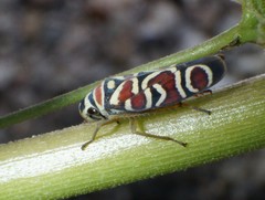 Agrosoma bispinella