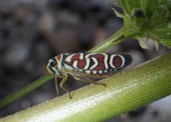 Agrosoma bispinella