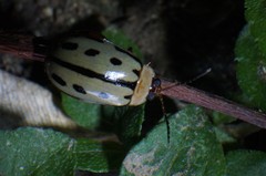 Alagoasa seriata