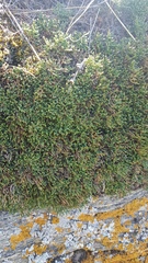 Selaginella sanguinolenta