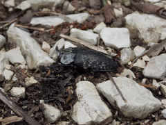 Capnodis cariosa