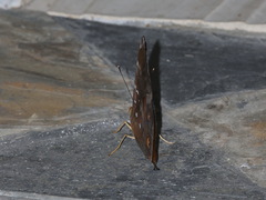 Doleschallia bisaltide