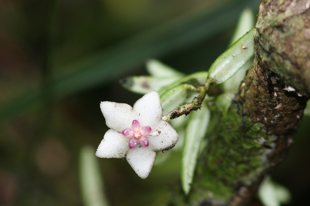 Hoya engleriana