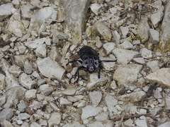 Capnodis cariosa