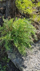 Phlojodicarpus sibiricus