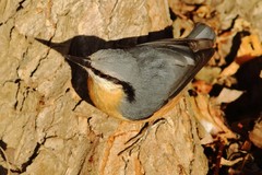 Sitta europaea