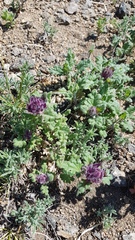 Dracocephalum pinnatum