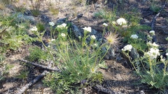 Smelowskia alba