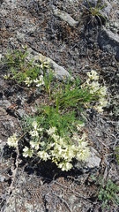 Astragalus chorinensis