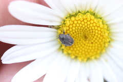 Cleopomiarus graminis