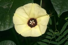 Hewittia malabarica