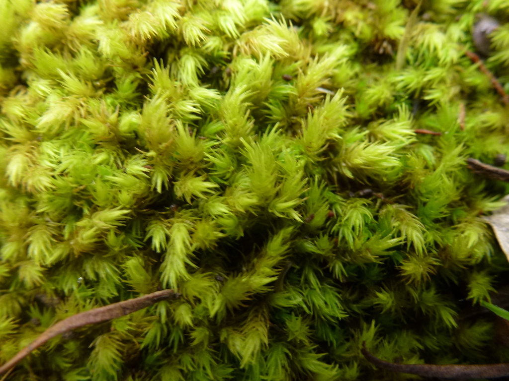 breutelia-affinis-from-the-deanery-reserve-bridgewater-sa-australia