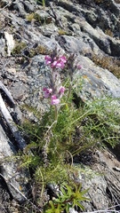 Pedicularis rubens