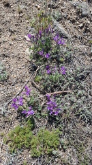 Astragalus suffruticosus