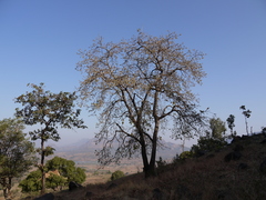 Madhuca longifolia latifolia
