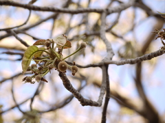 Madhuca longifolia latifolia