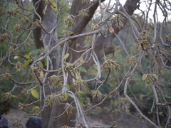 Madhuca longifolia latifolia