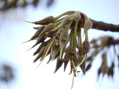 Madhuca longifolia latifolia