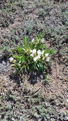 Oxytropis peschkovae