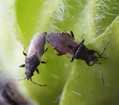 Oxycarenus