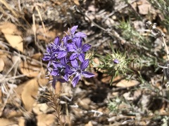 Eriastrum densifolium