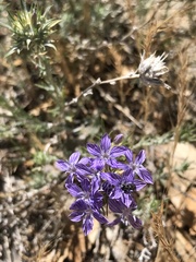 Eriastrum densifolium