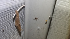Philodromus marxi