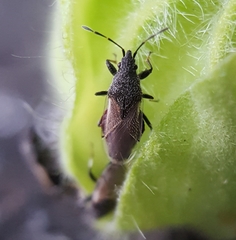 Oxycarenus