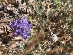Eriastrum densifolium