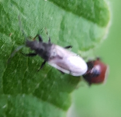 Oxycarenus