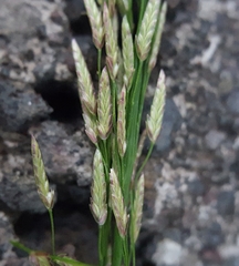 Eragrostis tenella insularis