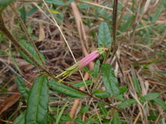Correa decumbens