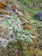 Artemisia tilesii