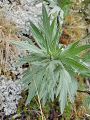 Artemisia tilesii