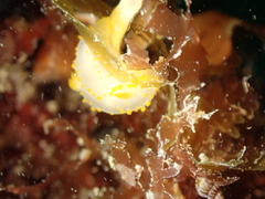 Crimora papillata