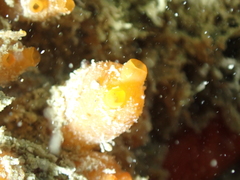 Stolonica socialis