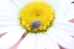 Cleopomiarus graminis