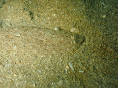 Arnoglossus
