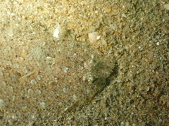 Arnoglossus