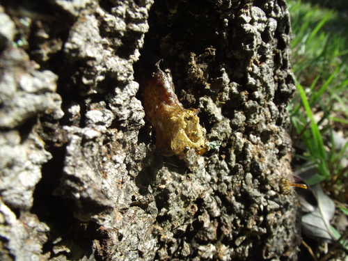 Subspecies Tetragonisca angustula angustula · iNaturalist