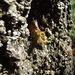 Tetragonisca angustula angustula - Photo (c) Thiago RBM, algunos derechos reservados (CC BY-NC), uploaded by Thiago RBM