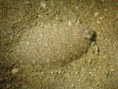 Arnoglossus