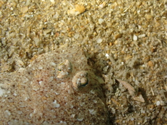 Arnoglossus