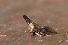 Aconophora compressa