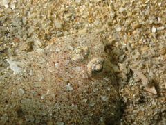 Arnoglossus