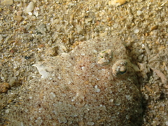 Arnoglossus