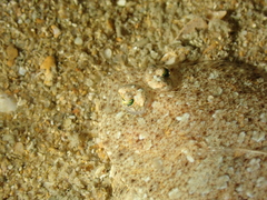 Arnoglossus