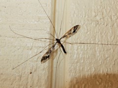 Leptotarsus binotatus