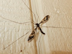 Leptotarsus binotatus